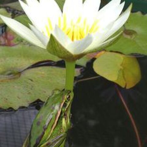 Basic Pond and Watergarden Information